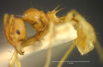 Media type: image;   Entomology 34268 Aspect: habitus lateral view